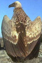 Cape griffin vulture 2