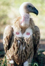 Cape griffin vulture 1